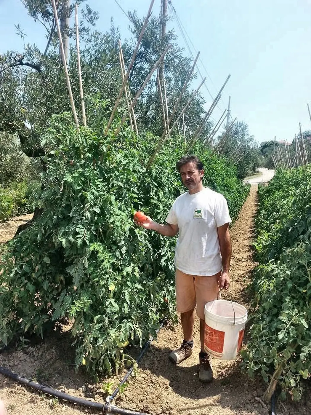 Raccolta dei pomodori nella campagna di famiglia