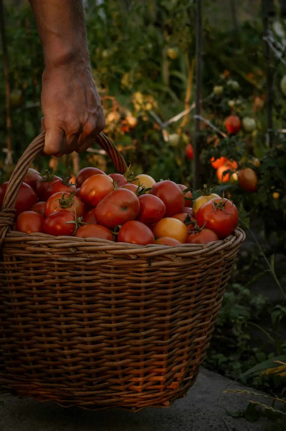Cesto di pomodori appena raccolti